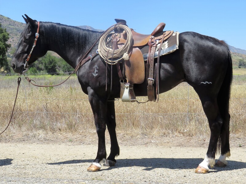 4 YEAR OLD 15.2 HAND BLACK MARE