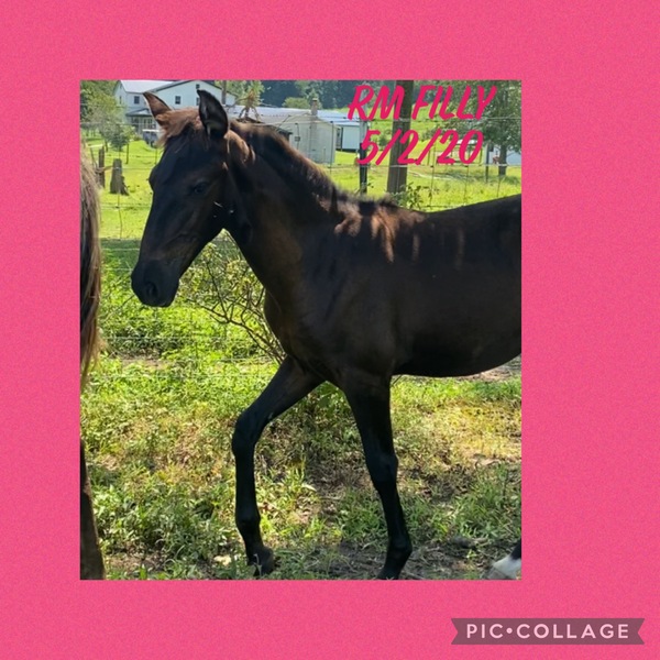 Smooth Well Gaited Black Filly 