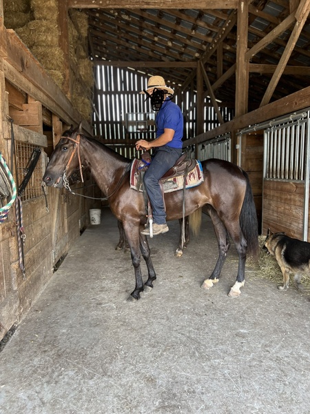 Smooth Well Gaited Black Filly 