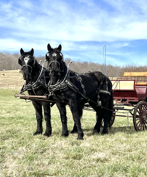 Percheron Draft Horse Team