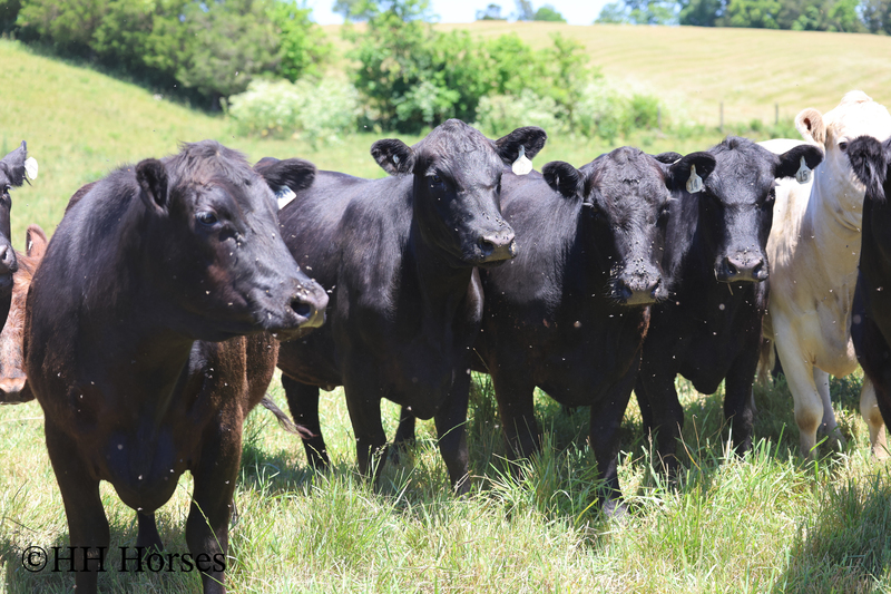 HERD OF 20 COWS AND 1 BULL, CALVING NOW