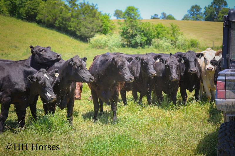 HERD OF 20 COWS AND 1 BULL, CALVING NOW
