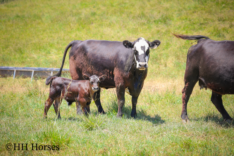 HERD OF 20 COWS AND 1 BULL, CALVING NOW