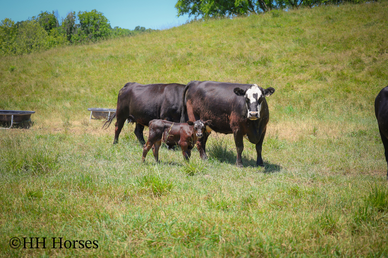 HERD OF 20 COWS AND 1 BULL, CALVING NOW