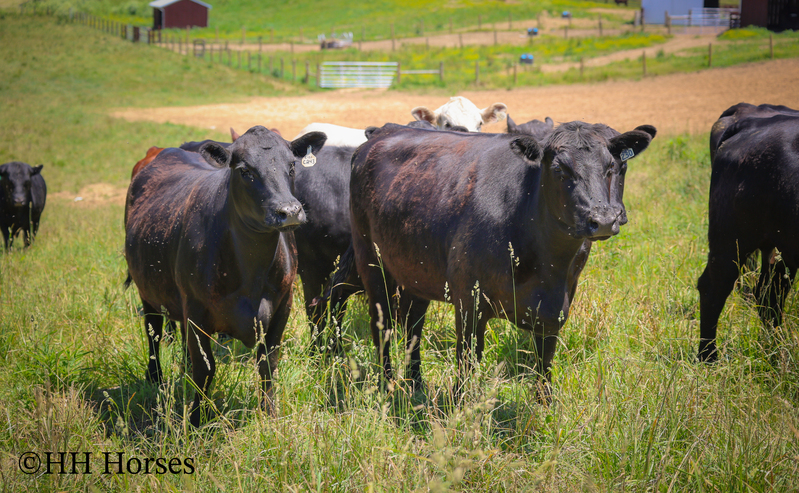 HERD OF 20 COWS AND 1 BULL, CALVING NOW