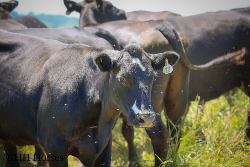 HERD OF 20 COWS AND 1 BULL, CALVING NOW