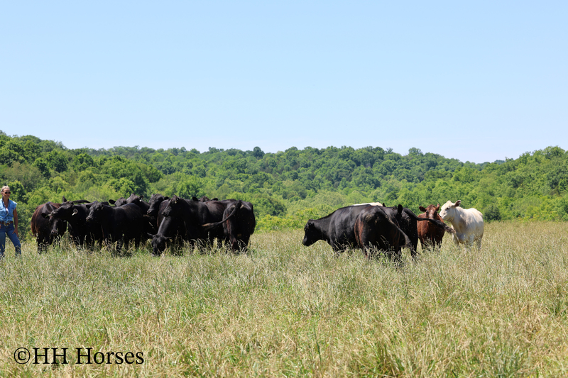 HERD OF 20 COWS AND 1 BULL, CALVING NOW