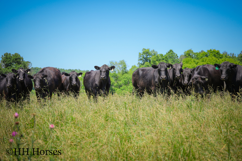 HERD OF 20 COWS AND 1 BULL, CALVING NOW