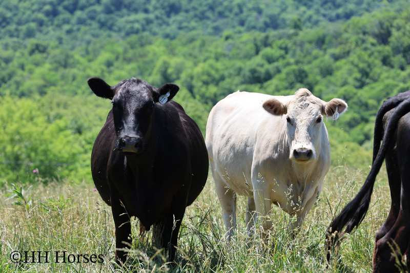 HERD OF 20 COWS AND 1 BULL, CALVING NOW