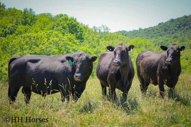 HERD OF 20 COWS AND 1 BULL, CALVING NOW