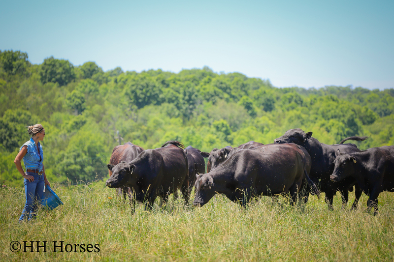 HERD OF 20 COWS AND 1 BULL, CALVING NOW