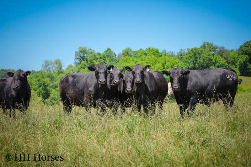 HERD OF 20 COWS AND 1 BULL, CALVING NOW