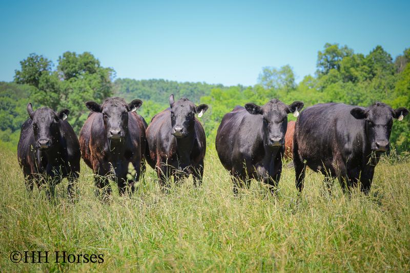 HERD OF 20 COWS AND 1 BULL, CALVING NOW