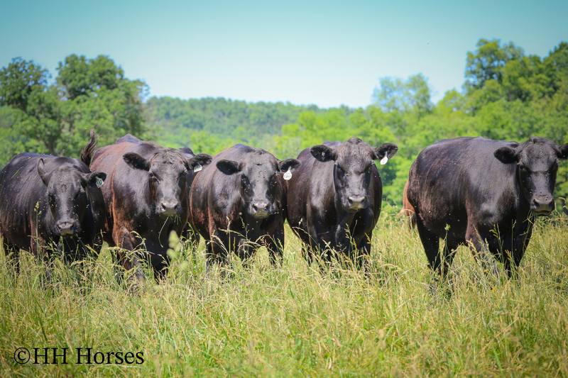 HERD OF 20 COWS AND 1 BULL, CALVING NOW