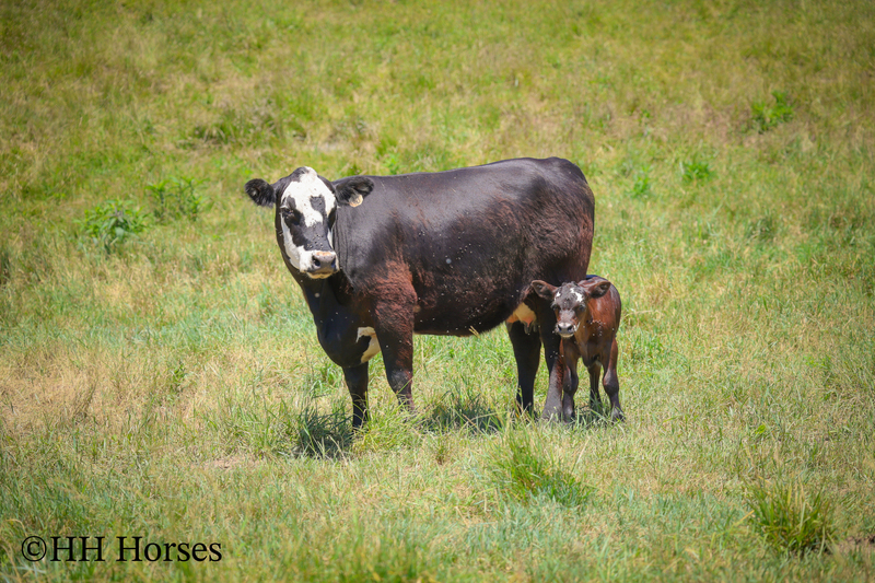 HERD OF 20 COWS AND 1 BULL, CALVING NOW