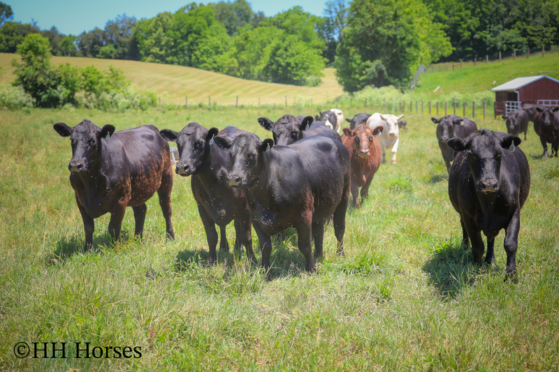 HERD OF 20 COWS AND 1 BULL, CALVING NOW
