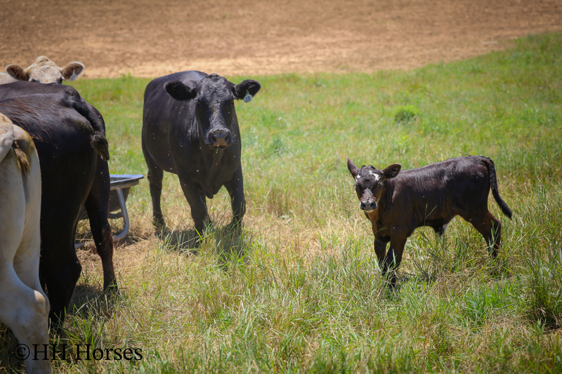 HERD OF 20 COWS AND 1 BULL, CALVING NOW