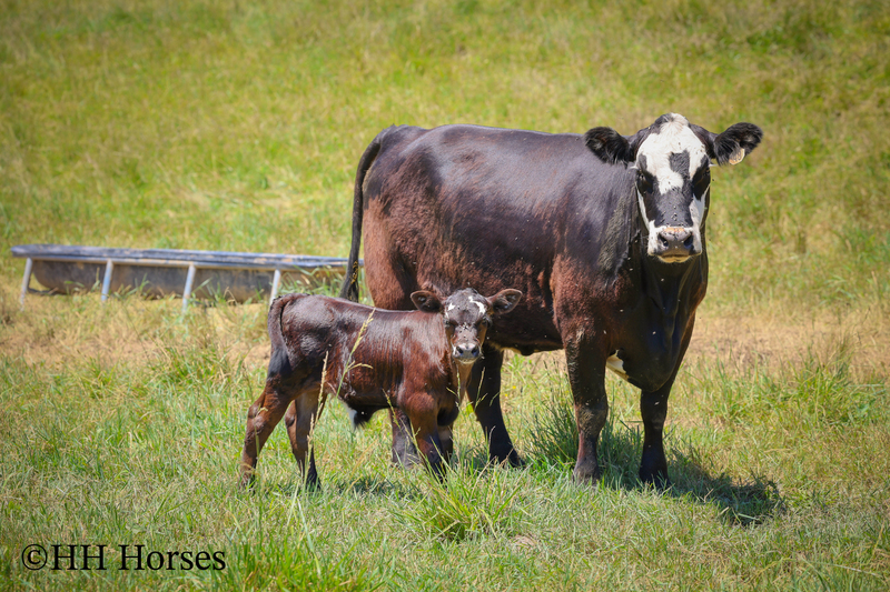 HERD OF 20 COWS AND 1 BULL, CALVING NOW