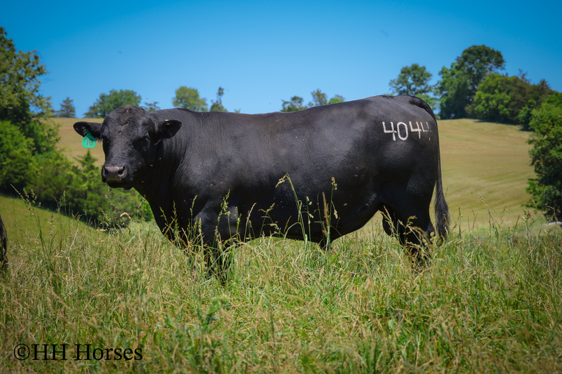 HERD OF 20 COWS AND 1 BULL, CALVING NOW