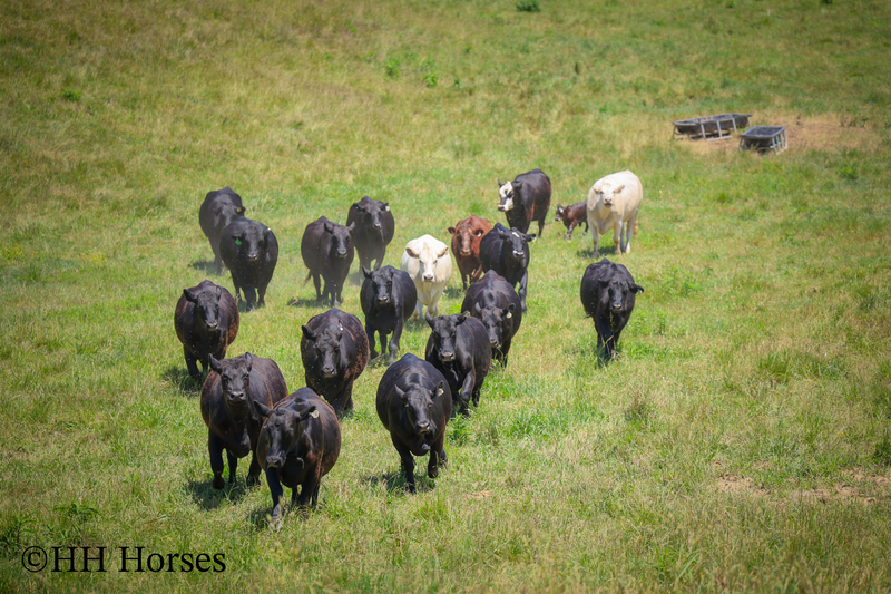 HERD OF 20 COWS AND 1 BULL, CALVING NOW