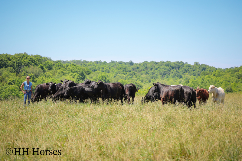 HERD OF 20 COWS AND 1 BULL, CALVING NOW