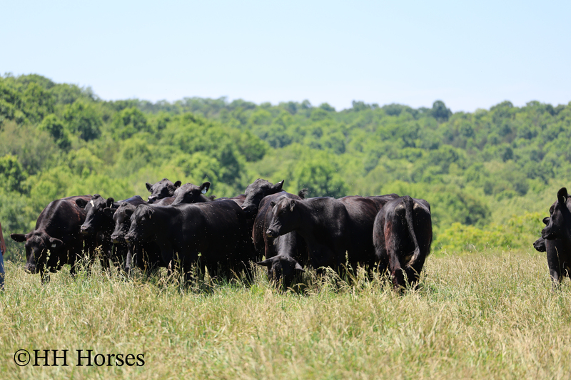 HERD OF 20 COWS AND 1 BULL, CALVING NOW
