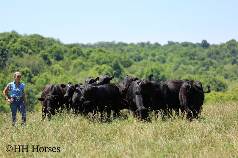 HERD OF 20 COWS AND 1 BULL, CALVING NOW