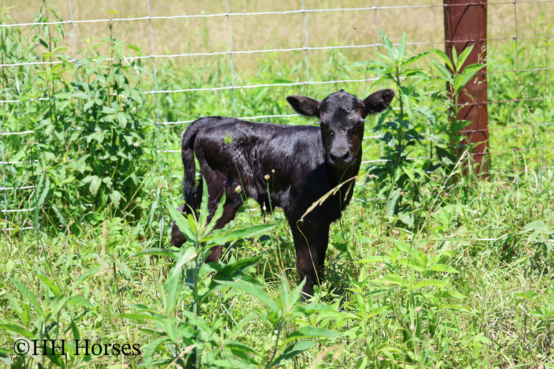 HERD OF 20 COWS AND 1 BULL, CALVING NOW