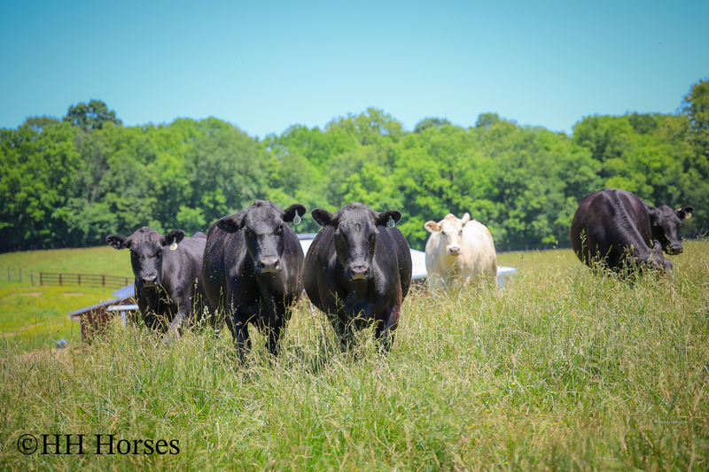 HERD OF 20 COWS AND 1 BULL, CALVING NOW