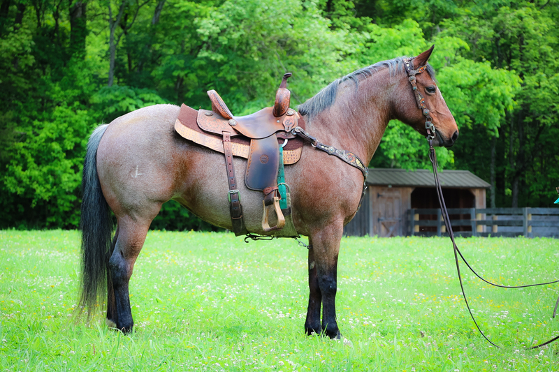 REALLY BROKE BAY ROAN QUARTER HORSE MARE, RANCH WORK, TRAIL RIDE