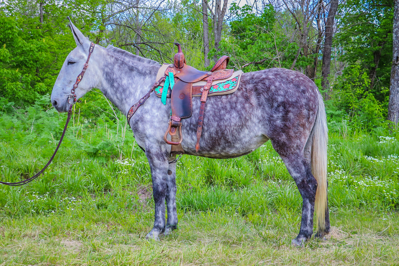 Percheron mules sale 2025