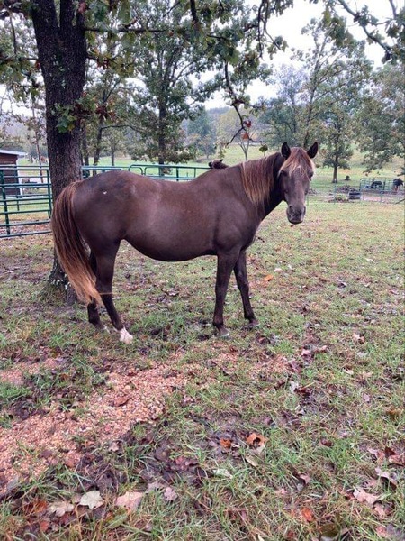 Beautiful Well Bred Chocolate Mare In Foal 