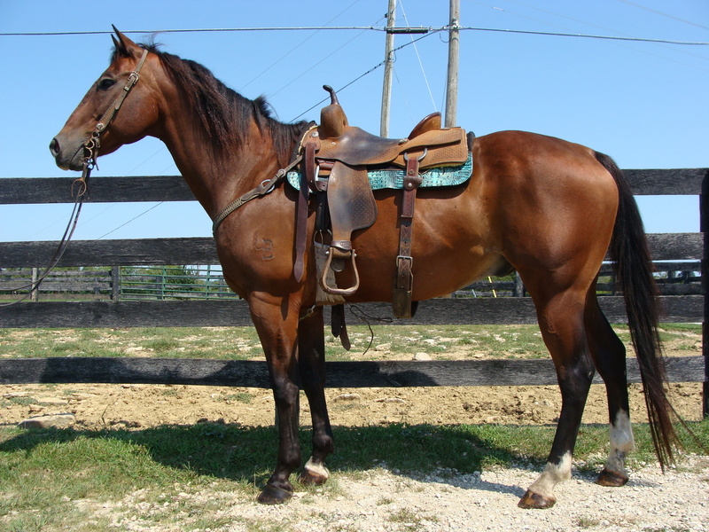 NICE 4YEAROLD STEEL GRAY QUARTER HORSE GELDING, PROFESSIONALLY