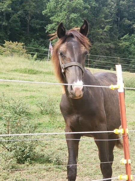 Well Bred Beautiful Black 2 Year Old Colt 