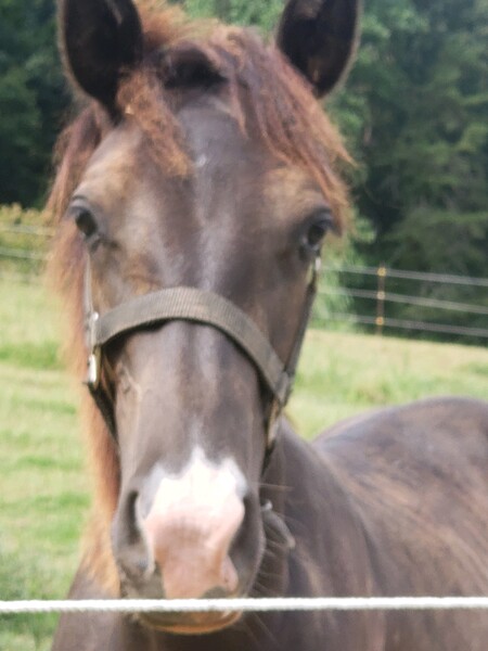Well Bred Beautiful Black 2 Year Old Colt 