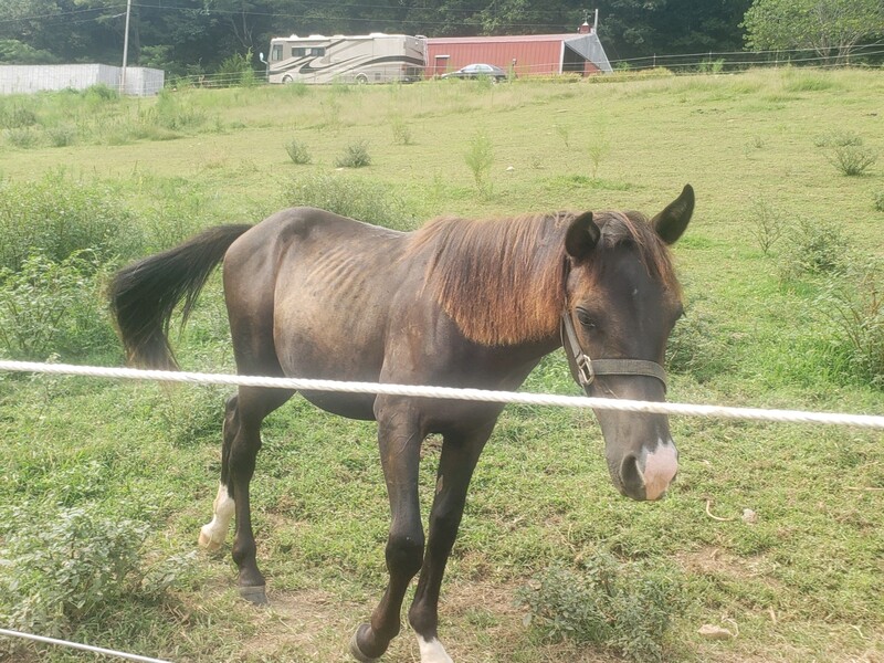 Well Bred Beautiful Black 2 Year Old Colt 