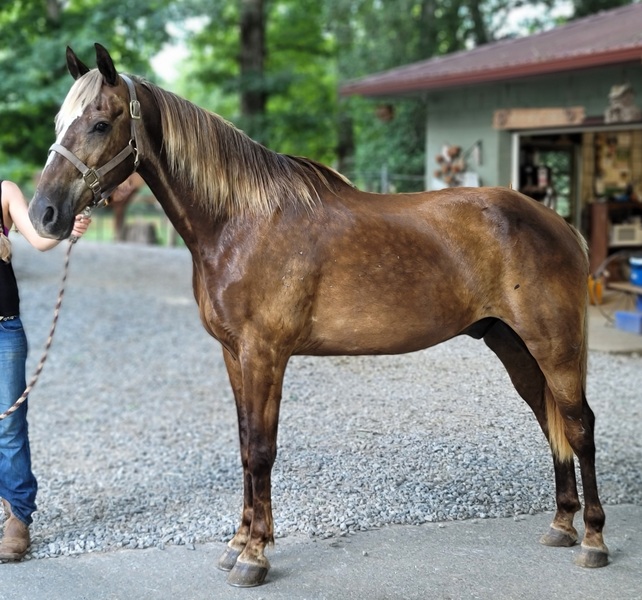 horses for sale in tennessee kid safe