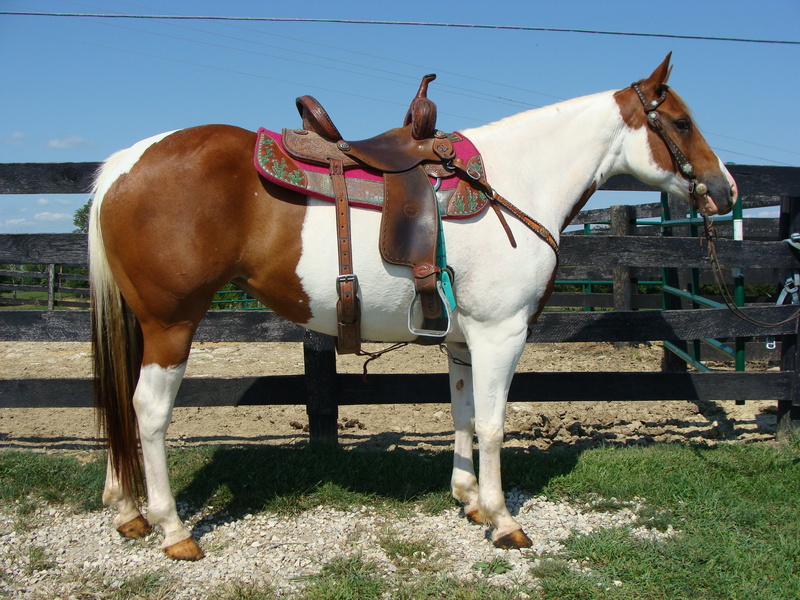 SUPER GENTLE SORREL & WHITE TOBIANO PAINT MARE, GENTLE AND QUIET For