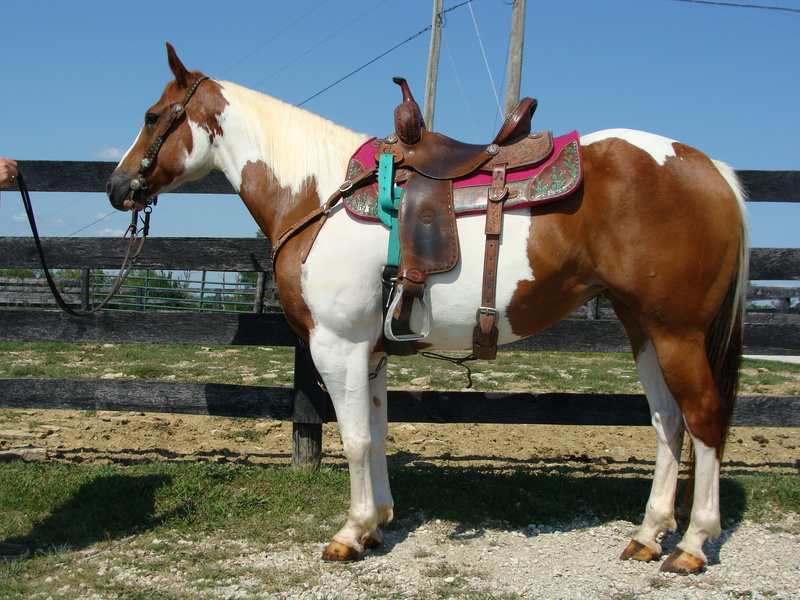 SUPER GENTLE SORREL & WHITE TOBIANO PAINT MARE, GENTLE AND QUIET For