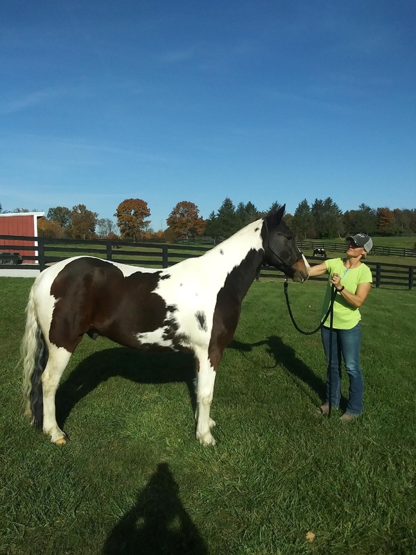 14 Hand Beautiful Spotted Gelding 