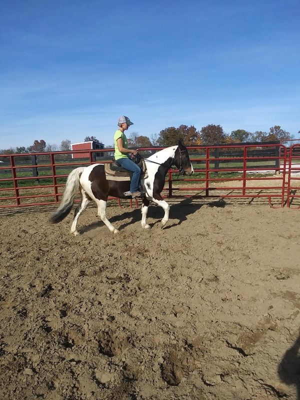 14 Hand Beautiful Spotted Gelding 