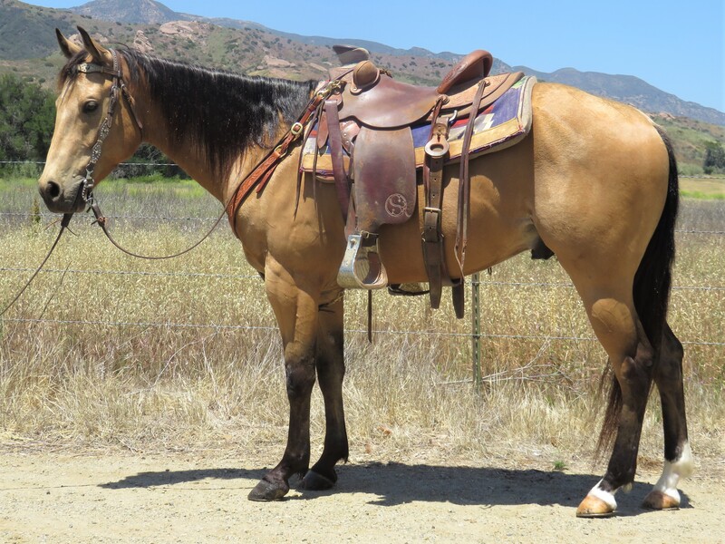 buckskin horse for sale victoria