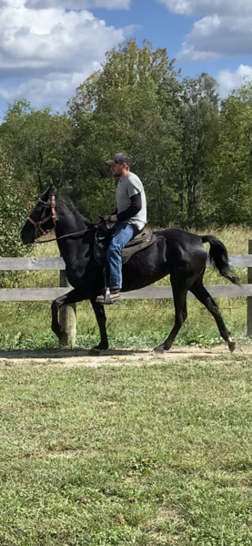 Sweet Beautiful Black Trail Horse 