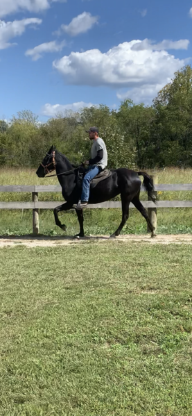 Sweet Beautiful Black Trail Horse 