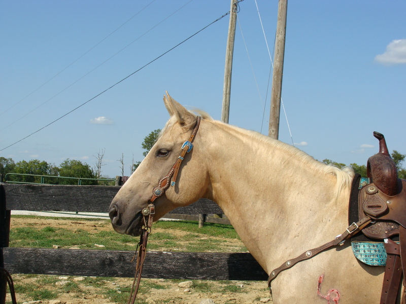 AQHA PALOMINO QUARTER HORSE MARE, YOUTH RIDDEN, RANCH WORK For Sale in Fleming, Kentucky, United