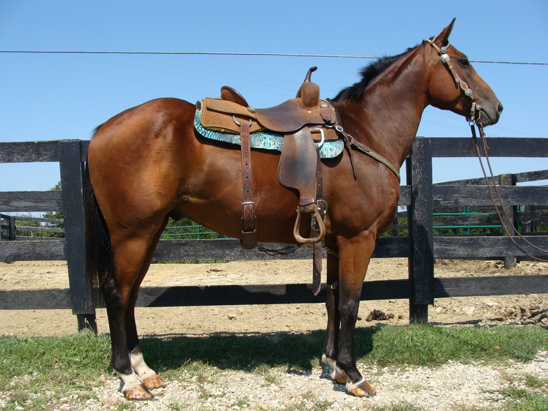 BAY QUARTER HORSE GELDING, FUN TO RIDE, USED TO ROPE BULLS, GET IN