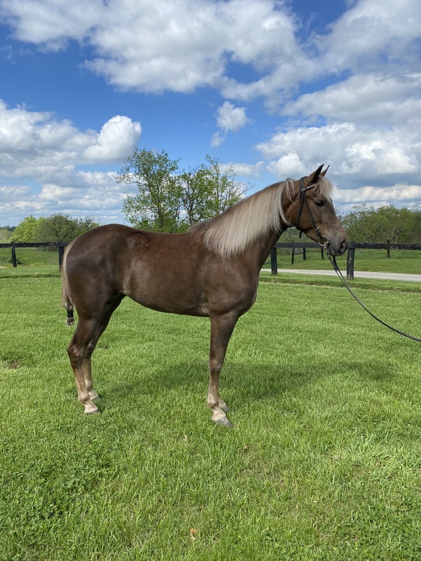 Well Bred Gorgeous Easy To Trail Horse For Sale in Montgomery, Kentucky ...
