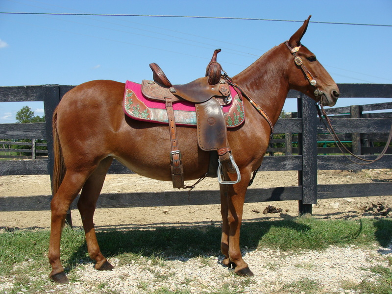 SORREL MOLLY MULE, PROFESSIONALLY TRAINED, GENTLE, NECK REIN For Sale ...