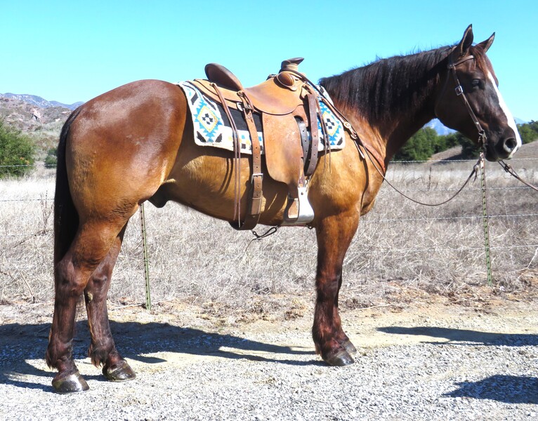 5 YEAR OLD 16 HANDCHOCOLATE DUN DRAFT CROSS +++VIDEO+++