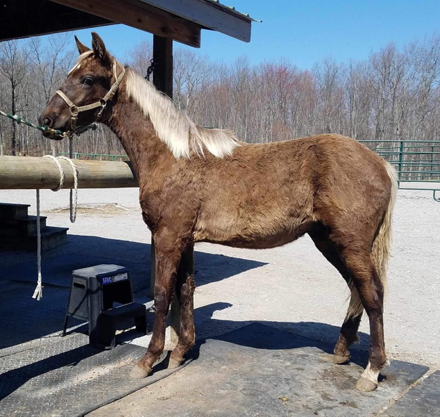 Gorgeous Chocolate Yearling Gelding 